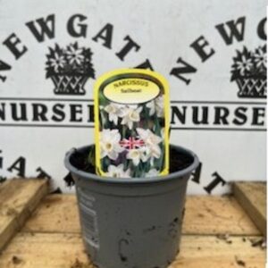 Narcissus Sailboat Potted Spring Bulb 1l