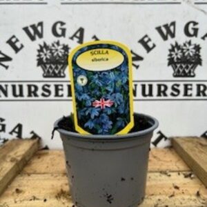 Scila Siberica Potted Spring Bulb 1l