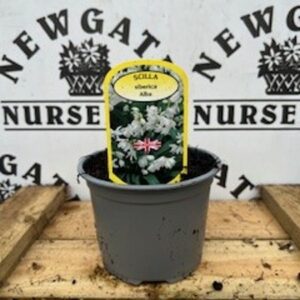 Scila Alba Siberica Potted Spring Bulb 1l