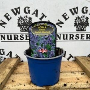 Scila nut English Bluebell Potted Spring Bulb 1l