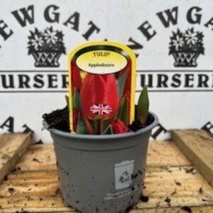 Tulip Appledorn Potted Spring Bulb 1l