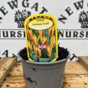 Tulip Guiseppe Verdi Potted Spring Bulb 1l