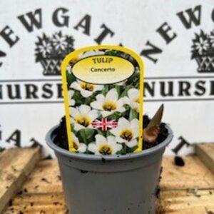 Tulip Concerto Potted Spring Bulb 1l