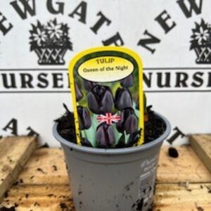 Tulip Queen of the Night Potted Spring Bulb 1l