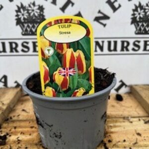 Tulip Stresa Potted Spring Bulb 1l