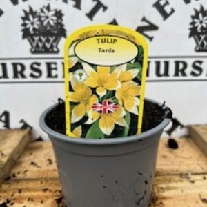 Tulip Tarda Potted Spring Bulb 1l