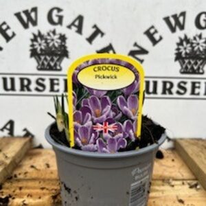 Cocus Pickwick Potted Spring Bulb 1l