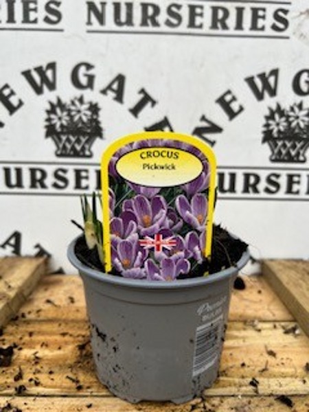Cocus Pickwick Potted Spring Bulb 1l