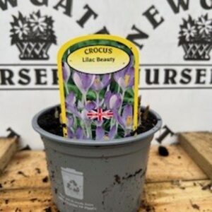 Cocus Lilac Beauty Potted Spring Bulb 1l