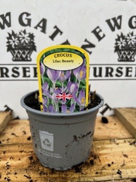 Cocus Lilac Beauty Potted Spring Bulb 1l