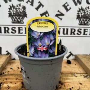 Cocus Ruby Giant Potted Spring Bulb 1l