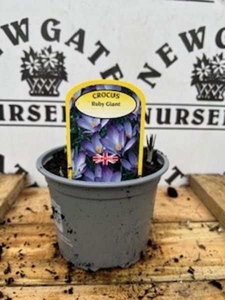 Cocus Ruby Giant Potted Spring Bulb 1l
