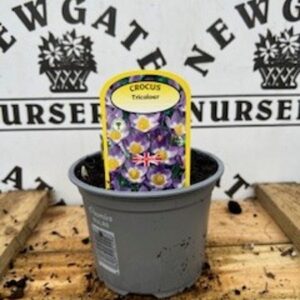 Cocus Tricolour Potted Spring Bulb 1l
