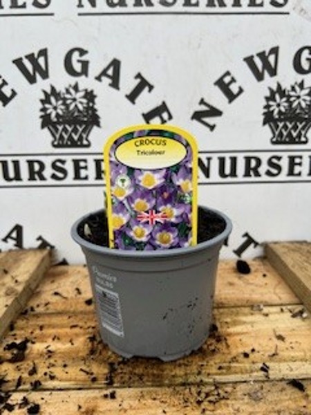 Cocus Tricolour Potted Spring Bulb 1l