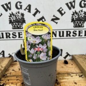 Cocus Blue Pearl Potted Spring Bulb 1l