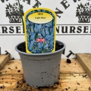 Iris Light Blue Potted Spring Bulb 1l
