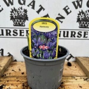 Iris Harmony Potted Spring Bulb 1l