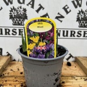 Iris Mixed Potted Spring Bulb 1l