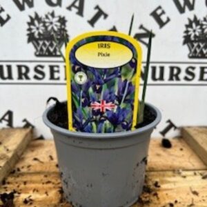 Iris Pixie Potted Spring Bulb 1l