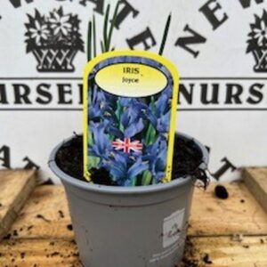 Iris Joyce Potted Spring Bulb 1l