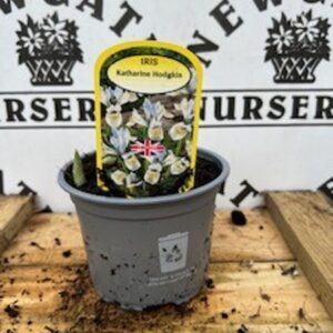 Iris Katherine Hodgkin Potted Spring Bulb 1l