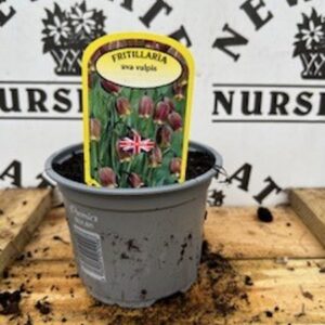 Fritillaria uva Vulpis Potted Spring Bulb 1l