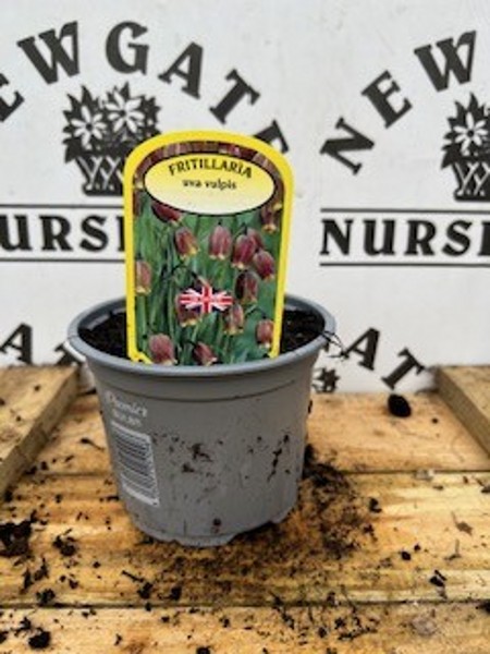 Fritillaria uva Vulpis Potted Spring Bulb 1l