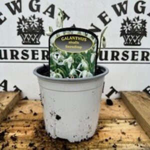 Snowdrop Galanthus Nivalis Potted Spring Bulb 1l