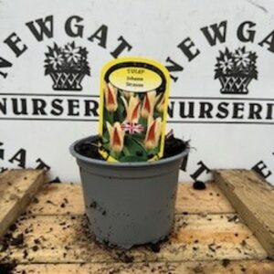 Tulip Johann Strauss Potted Spring Bulb 1l