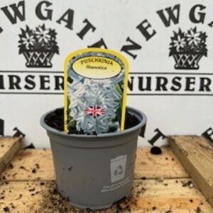Puschkinza Libanotica Potted Spring Bulb 1l