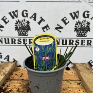 Muscari armeniacum Potted Spring Bulb 1l