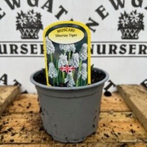 Muscari Siberian Tiger Potted Spring Bulb 1l