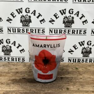 Hippeastrum Red