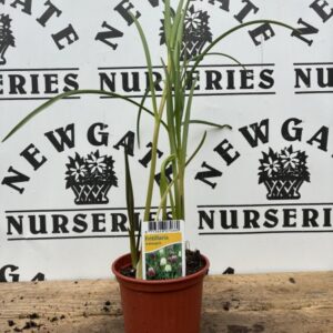 Fritillaria Mix 10cms