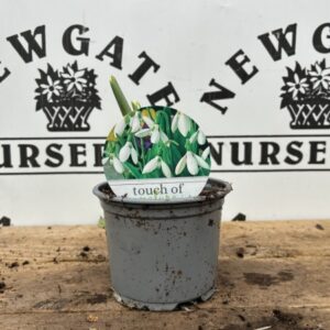 Daffodil, Daffy down dilly