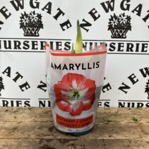 Hippeastrum Striped Red