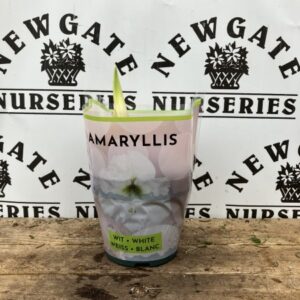 Hippeastrum White