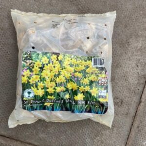 Dwarf Daffodil Tete a Tete 30 Per Pack