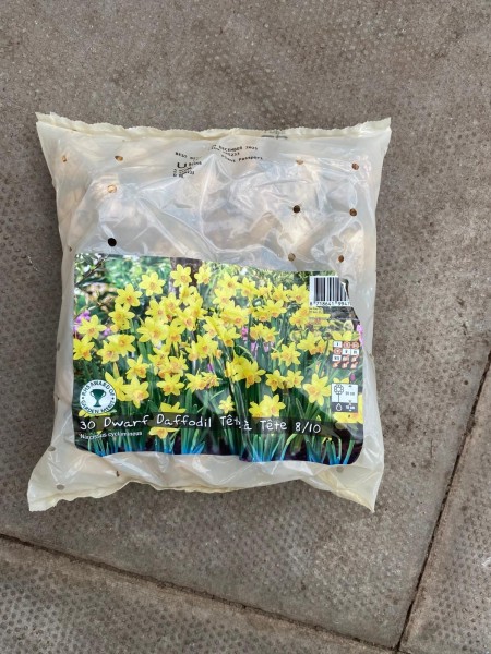 Dwarf Daffodil Tete a Tete 30 Per Pack