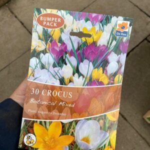 Crocus Botanical Mixed 30 per Pack Bumper Pack