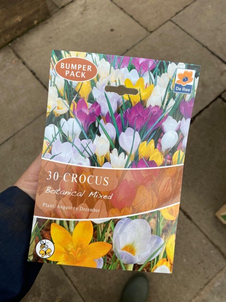 Crocus Botanical Mixed 30 per Pack Bumper Pack