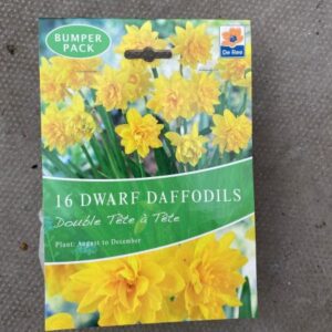 Daffodil Dutch Master 10 x 2kg
