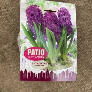 Hyancinthus Woodstock 5 per Pack Patio Collection