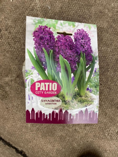 Hyancinthus Woodstock 5 per Pack Patio Collection