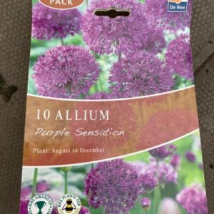 Allium Purple Sensation 10 per Pack Bumper Pack