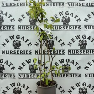 Chaenomeles Nivalis C3