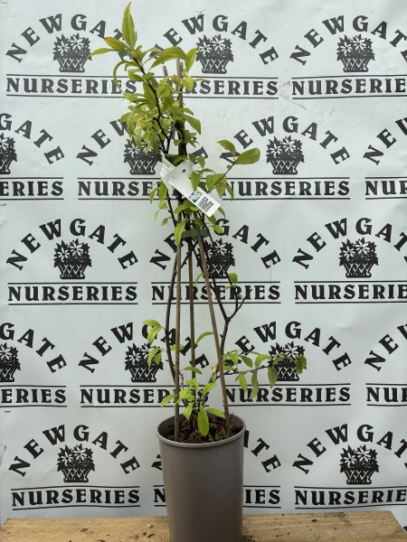 Chaenomeles Nivalis C3