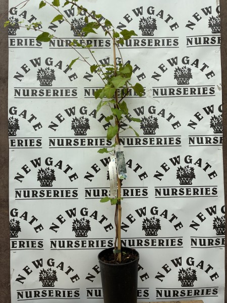 Fallopia baldschuanica