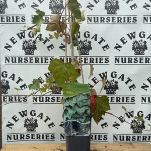 Hedera Hibernica
