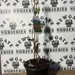 Lonicera Dropmore Scarlet
